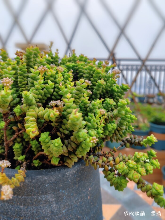 陕西秋天的多肉