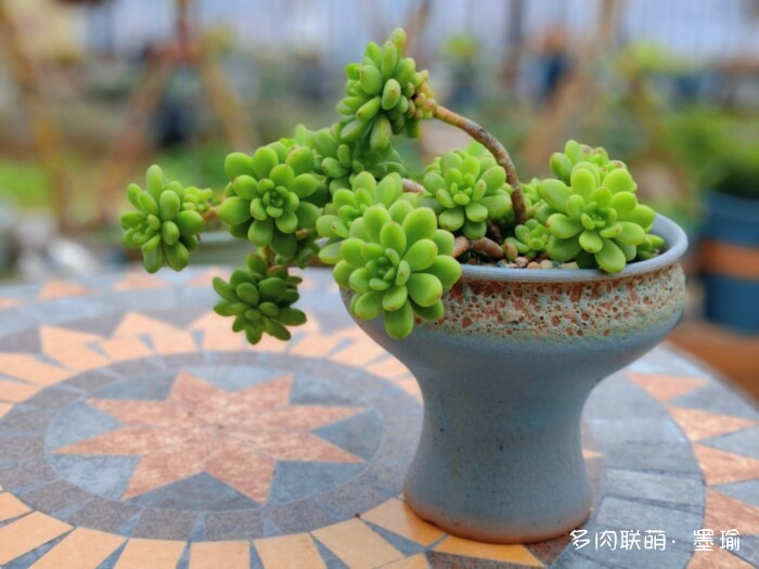 陕西秋天的多肉