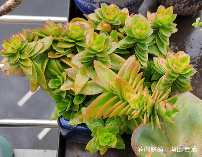 秋天刚上色的多肉