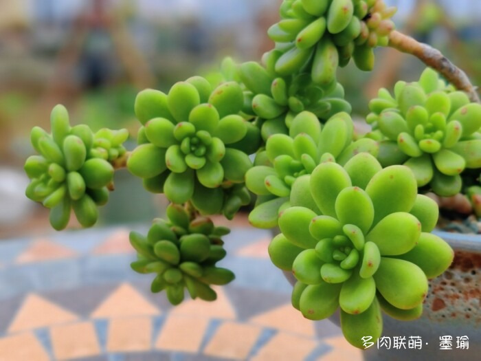 陕西秋天的多肉