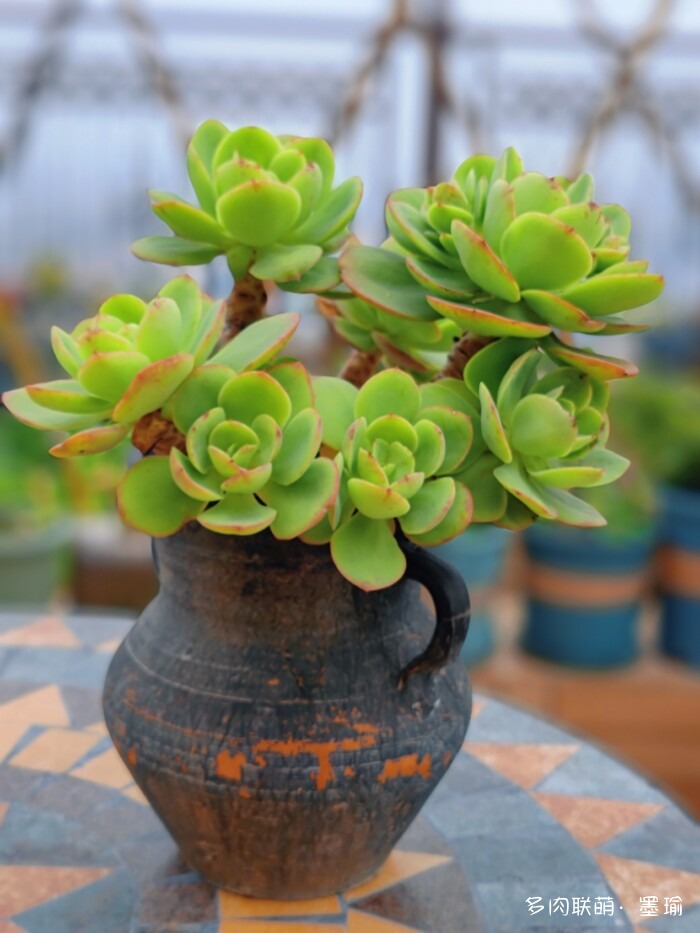 陕西秋天的多肉