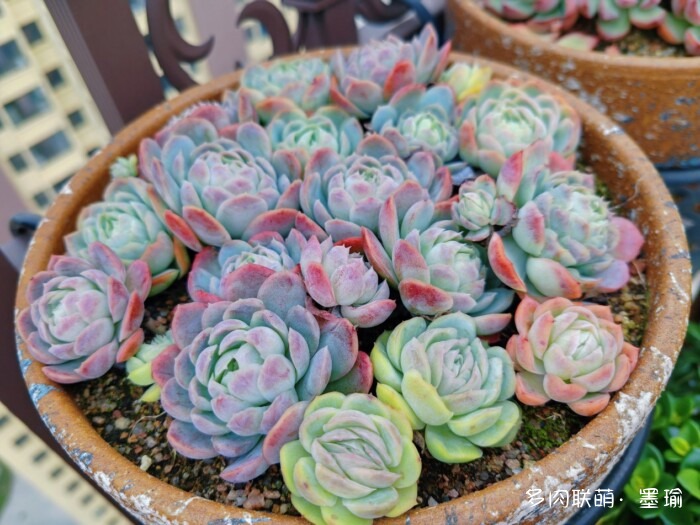 陕西秋天的多肉