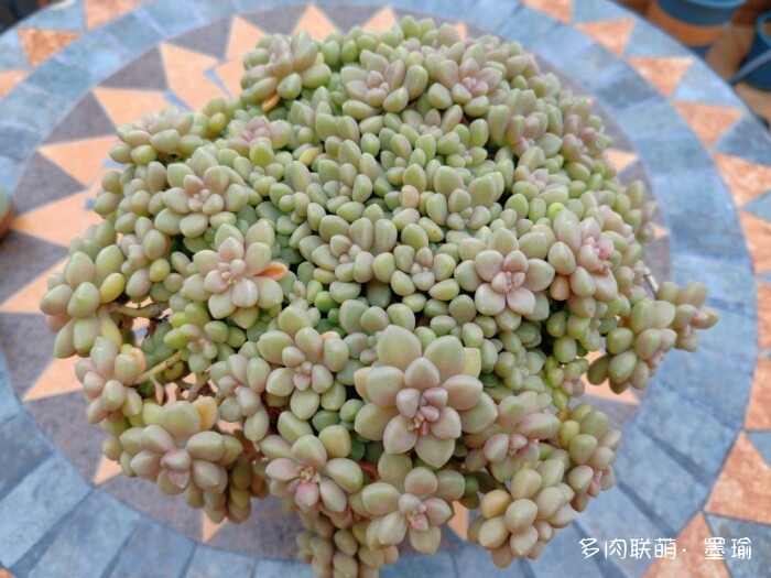 陕西秋天的多肉