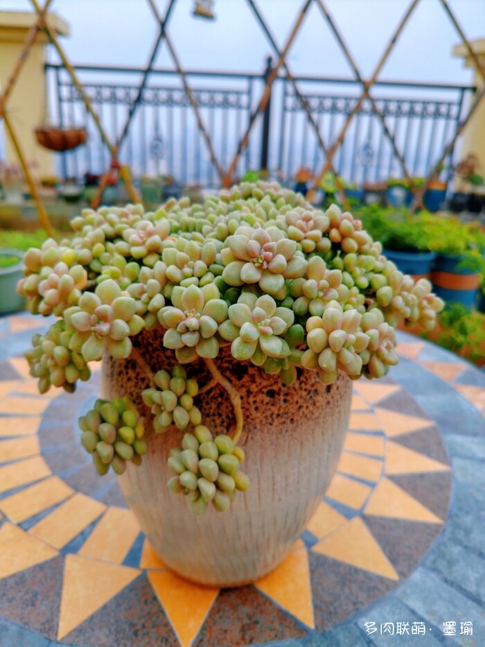 陕西秋天的多肉