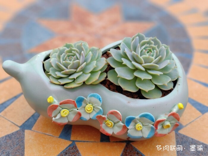 陕西秋天的多肉