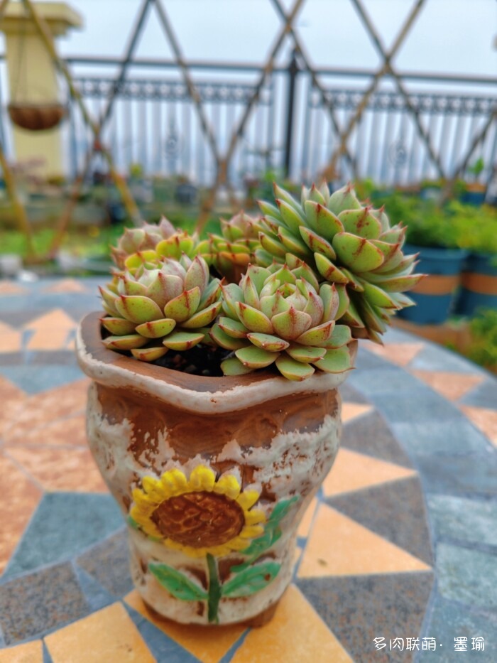 陕西秋天的多肉