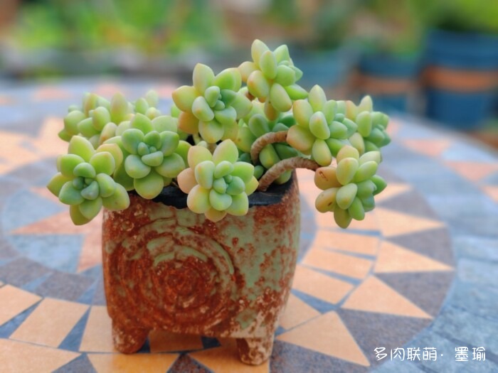 陕西秋天的多肉