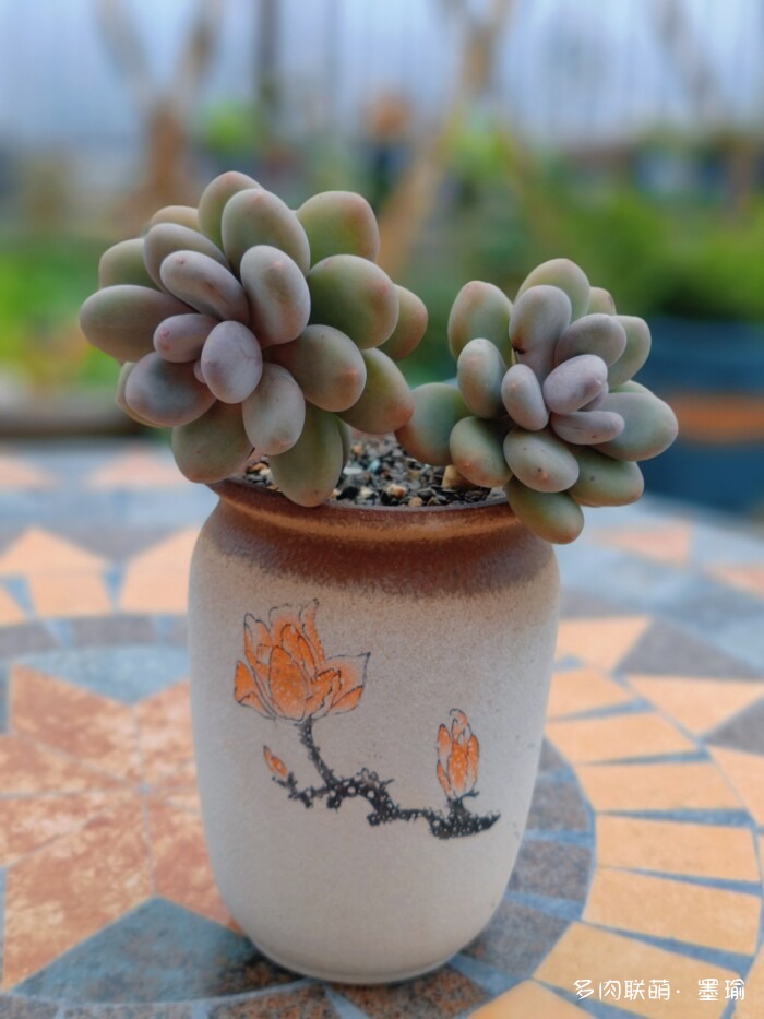 陕西秋天的多肉