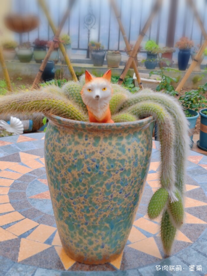 陕西秋天的多肉