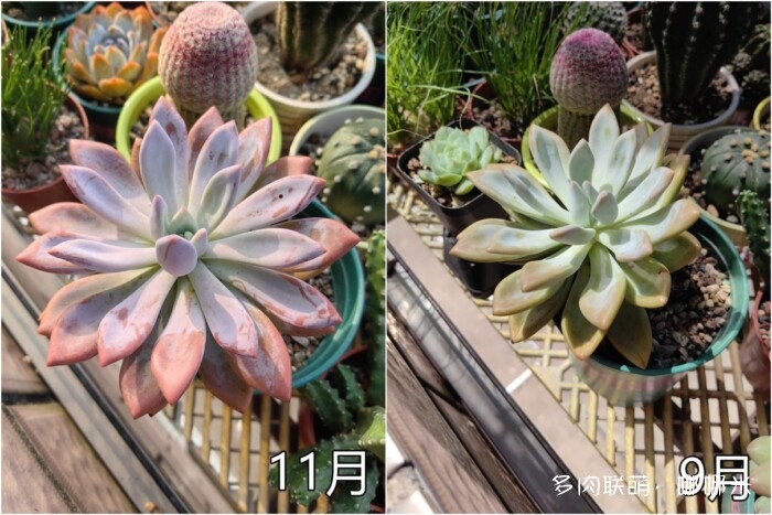 秋天的多肉