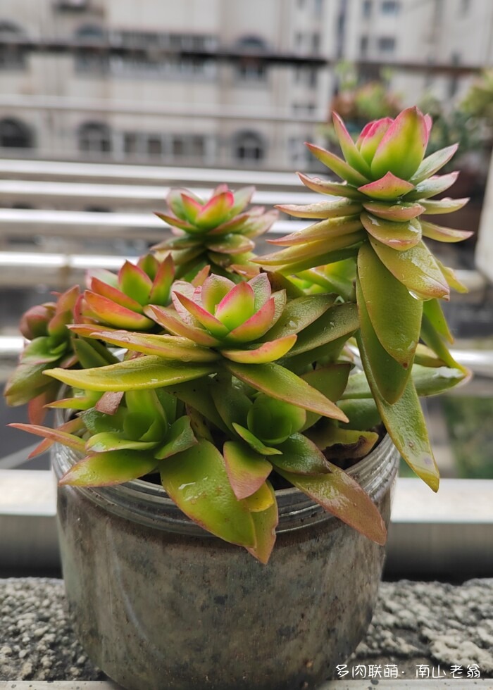 秋天刚上色的多肉