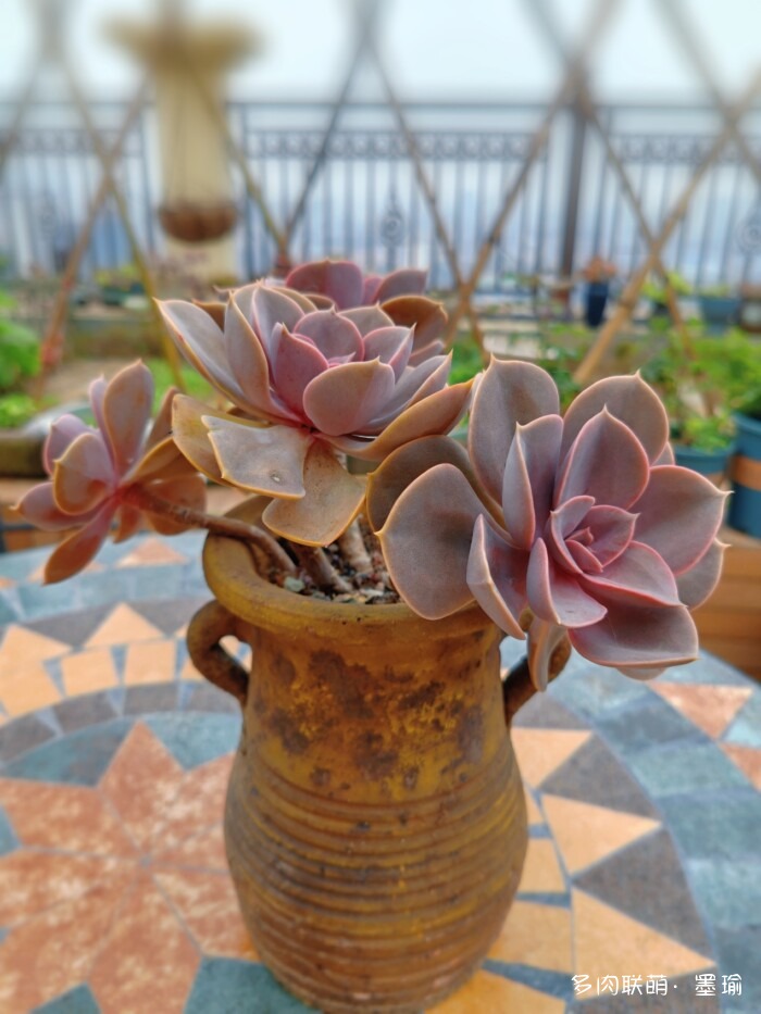 陕西秋天的多肉