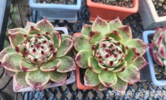 岁岁年年，碎碎念念