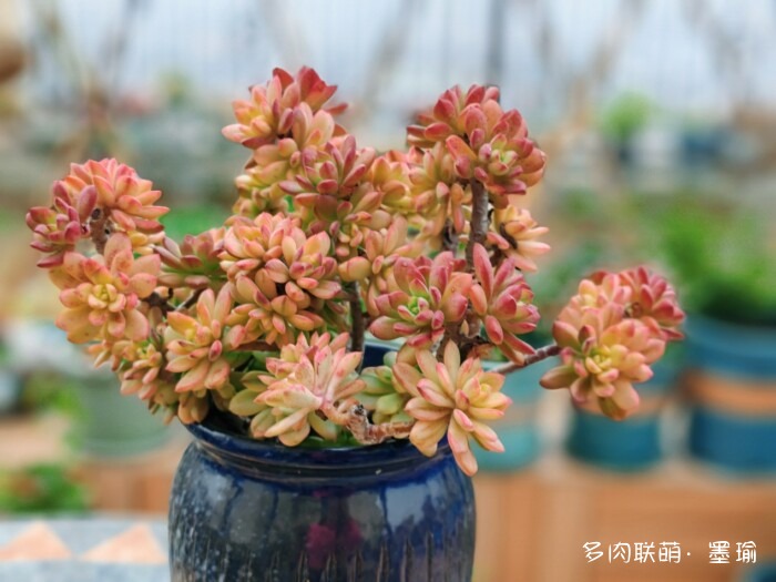 陕西秋天的多肉