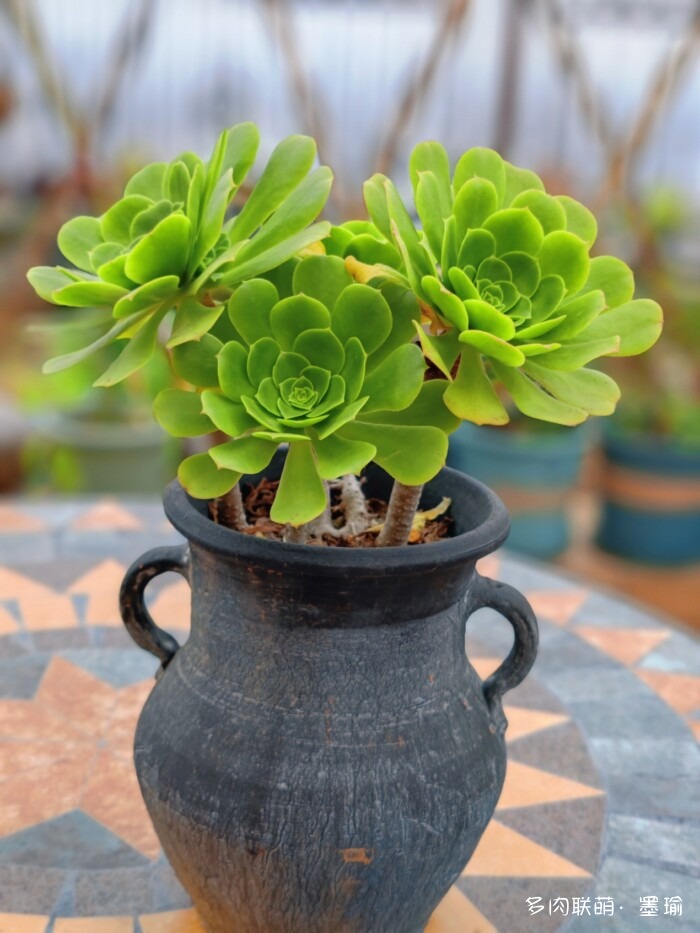 陕西秋天的多肉