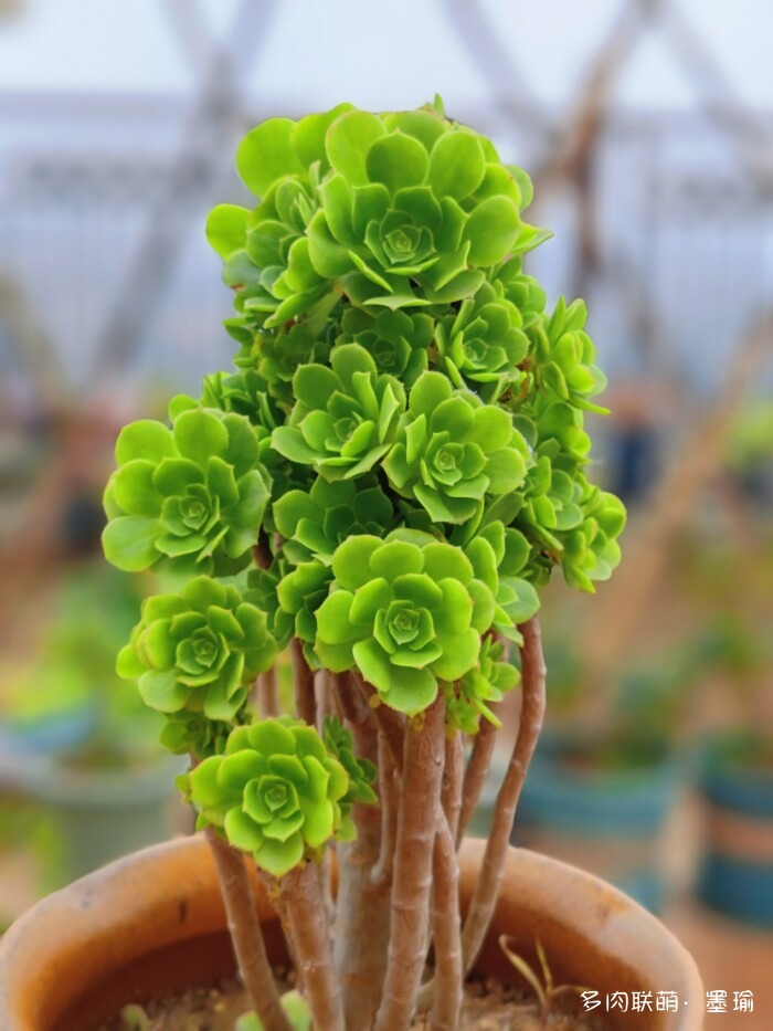 陕西秋天的多肉