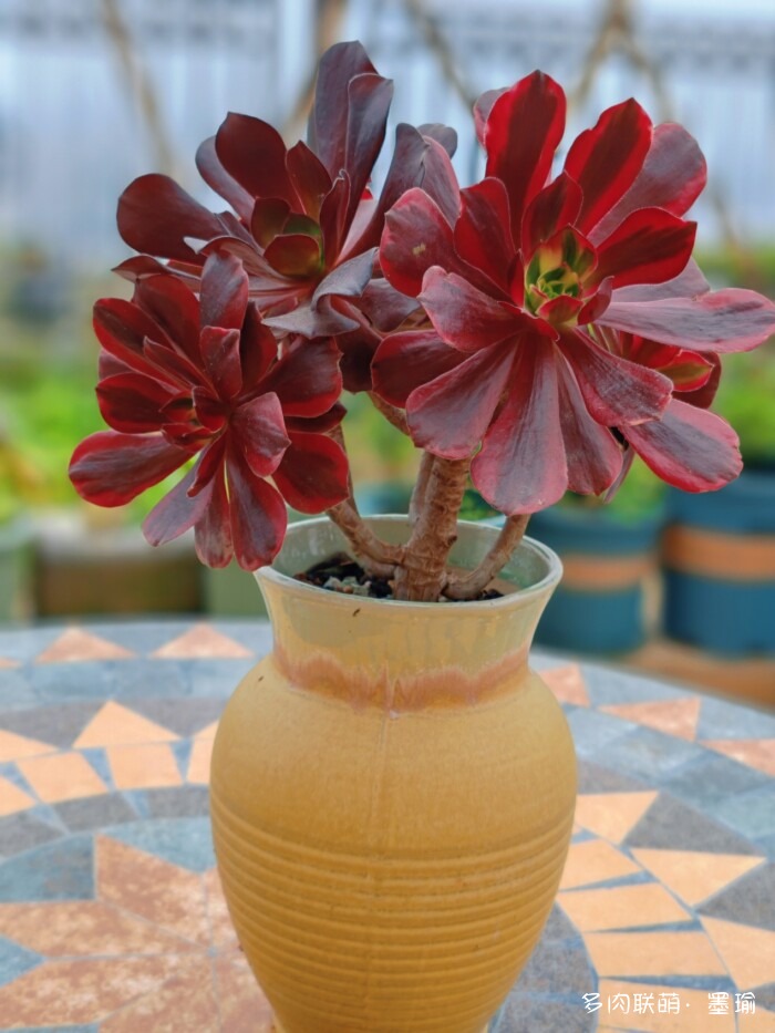 陕西秋天的多肉