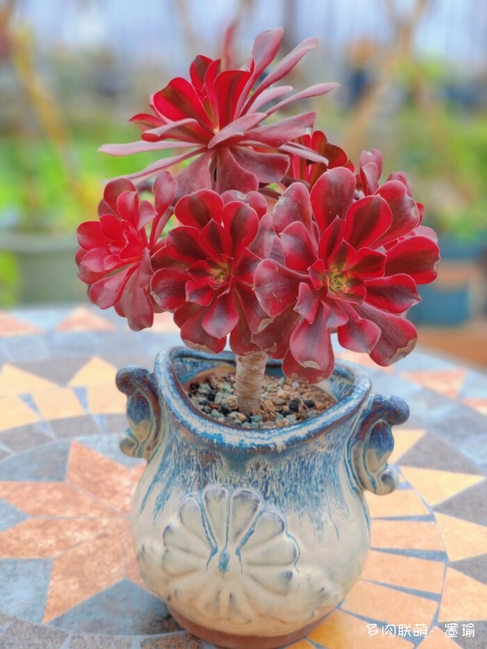 陕西秋天的多肉