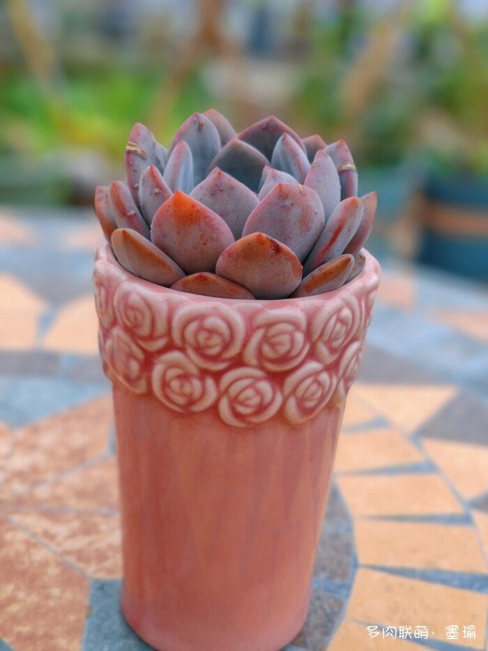 陕西秋天的多肉