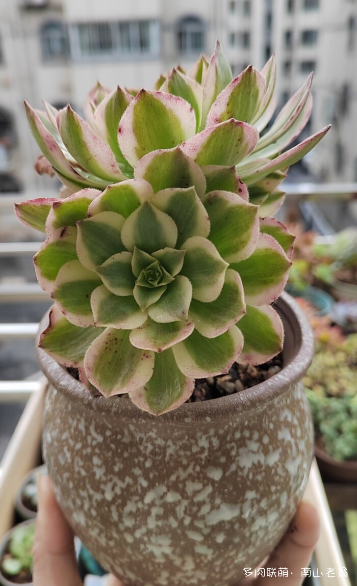 秋天新买的多肉