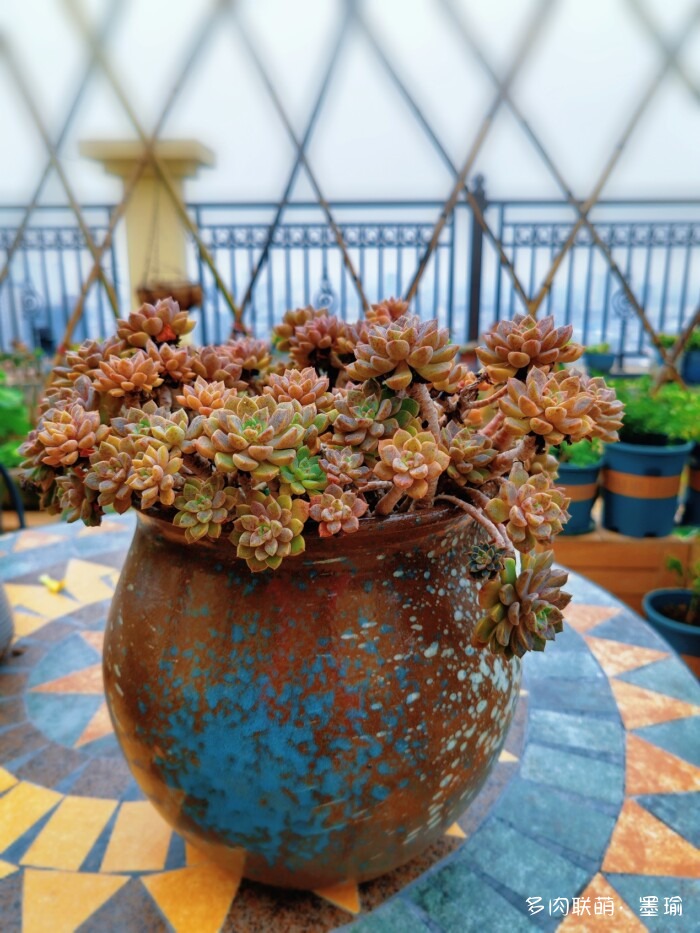 陕西秋天的多肉