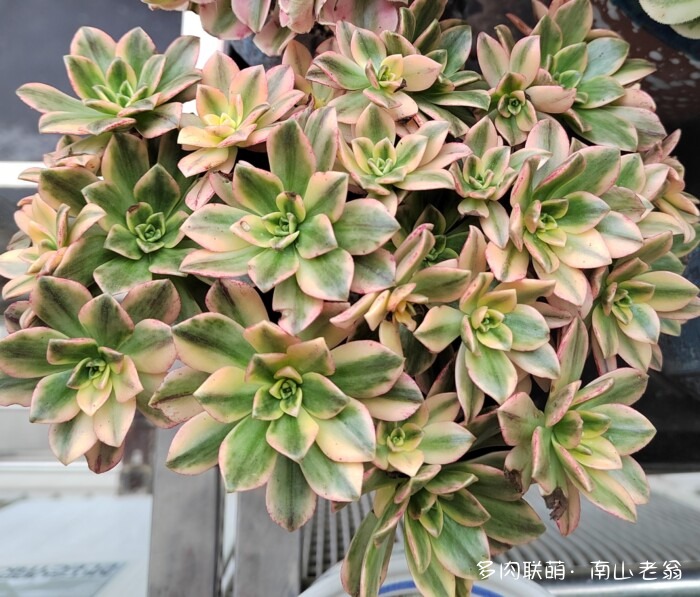 秋天新买的多肉
