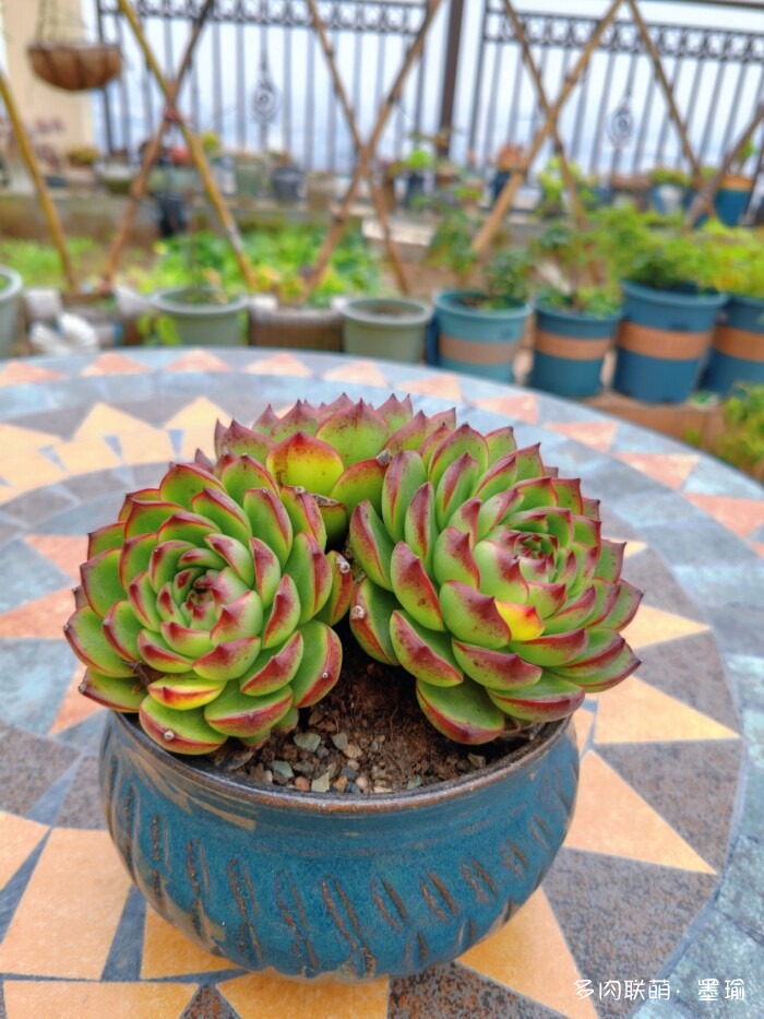 陕西秋天的多肉