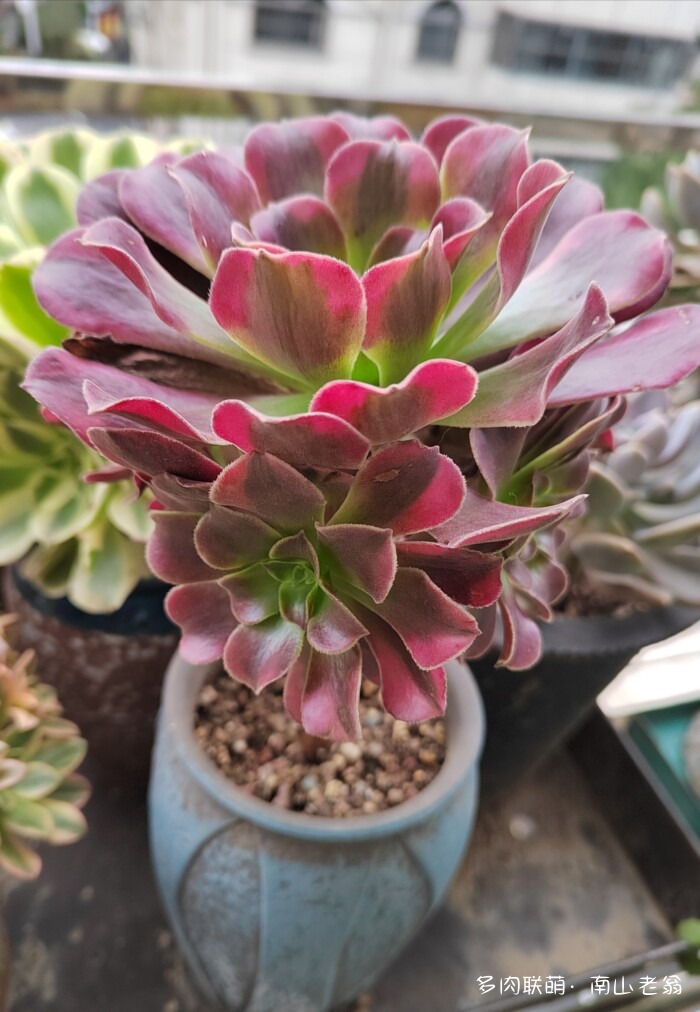 秋天新买的多肉