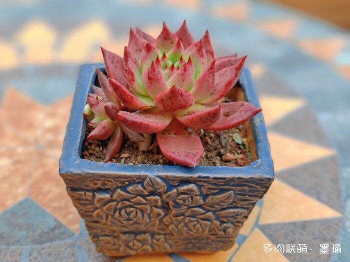 陕西秋天的多肉