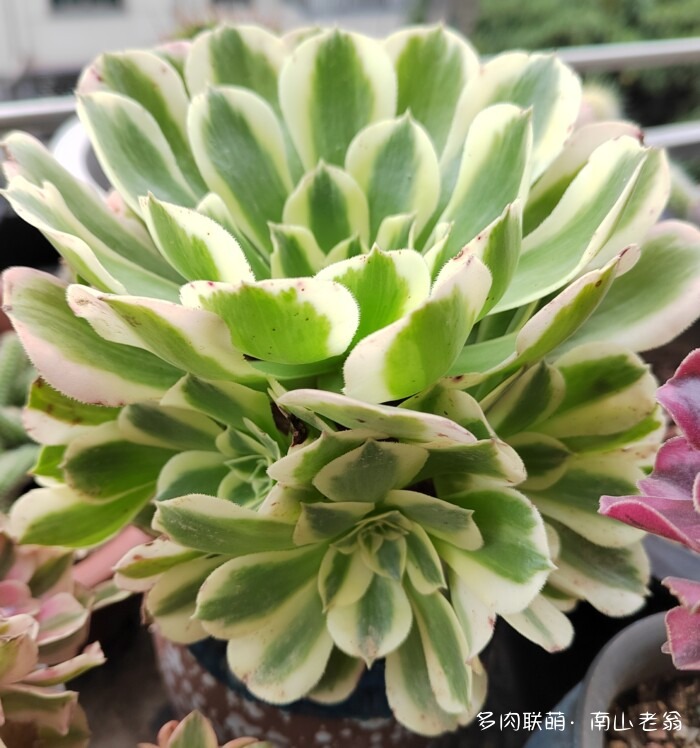 秋天新买的多肉