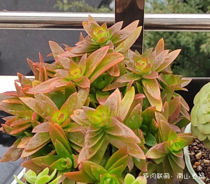 秋天刚上色的多肉