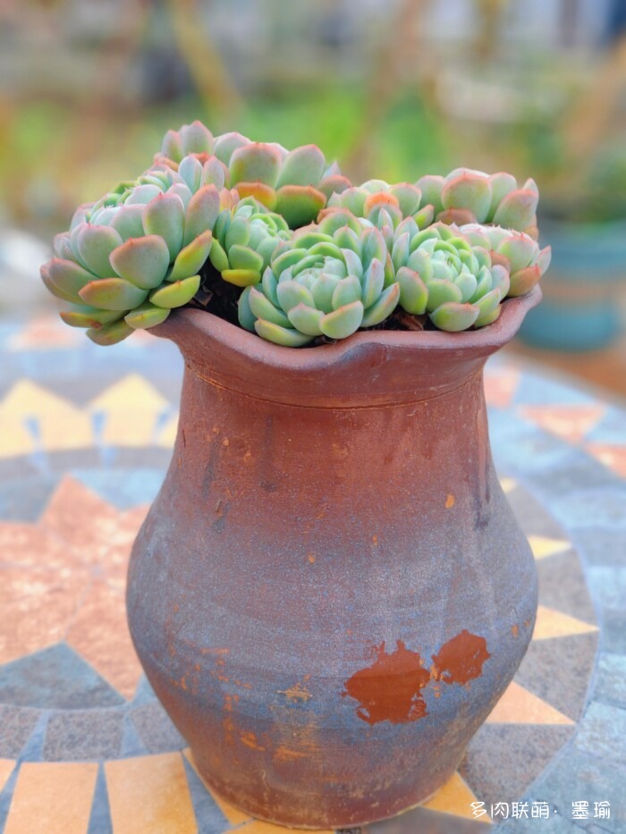 陕西秋天的多肉