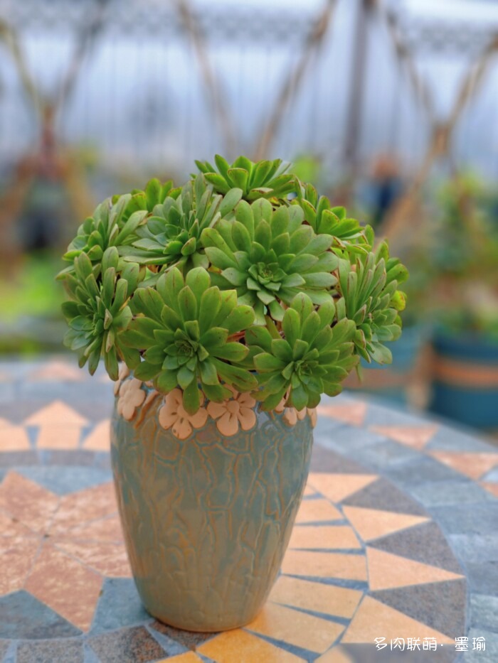 陕西秋天的多肉