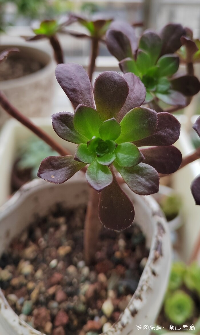 秋天新买的多肉