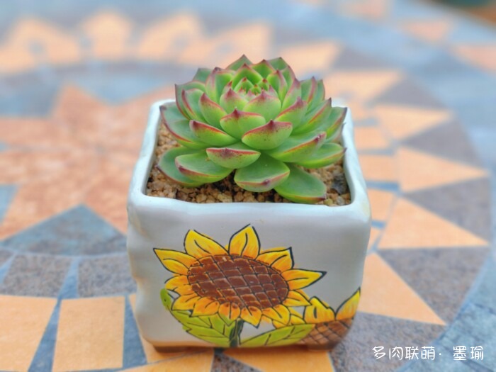 陕西秋天的多肉