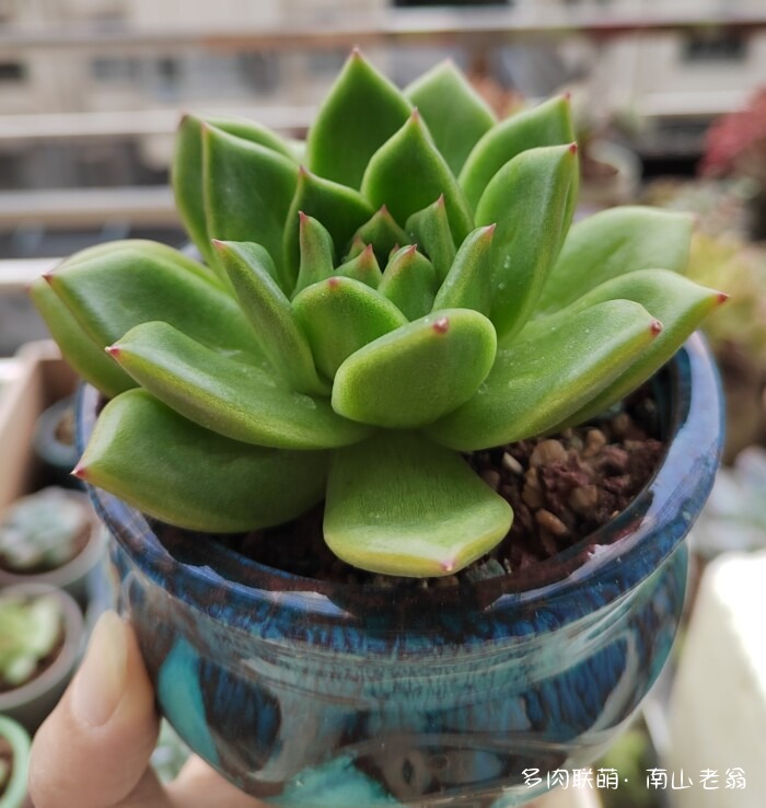 秋天新买的多肉