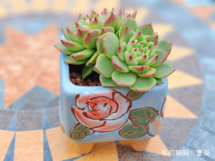 陕西秋天的多肉