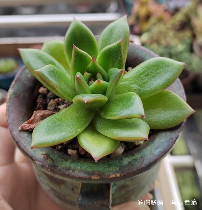 秋天新买的多肉