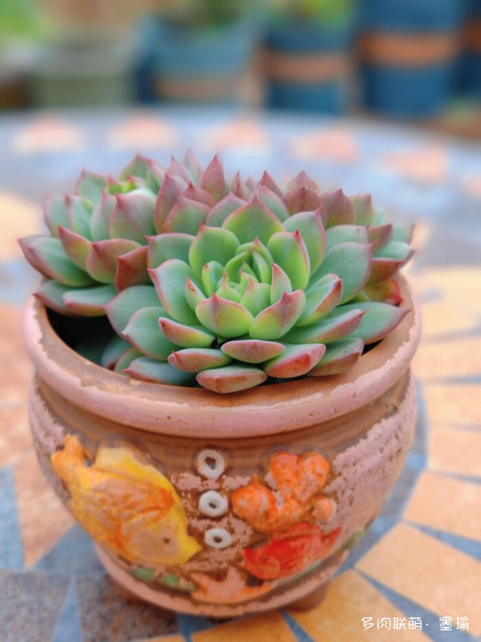 陕西秋天的多肉