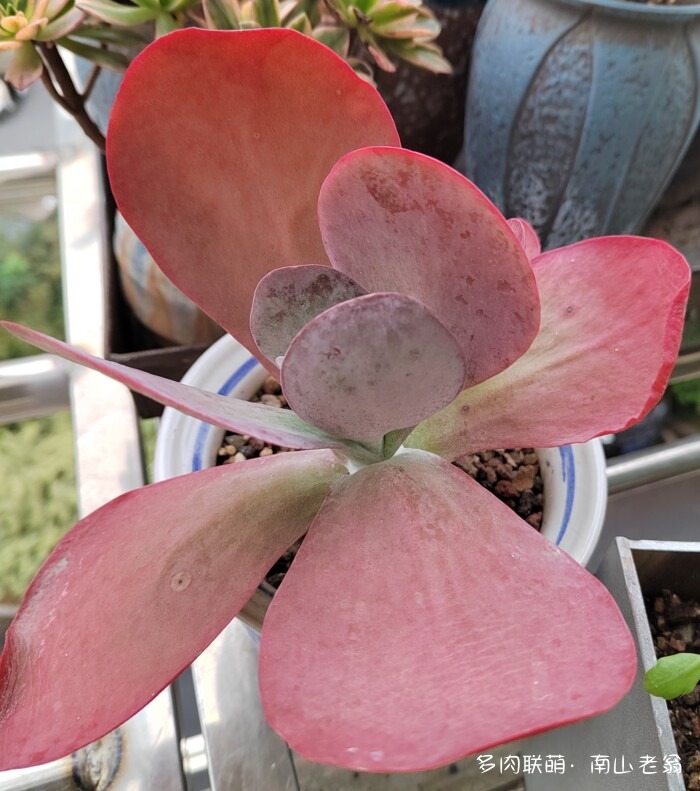 秋天新买的多肉