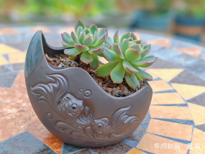 陕西秋天的多肉