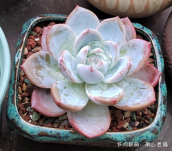 秋天新买的多肉