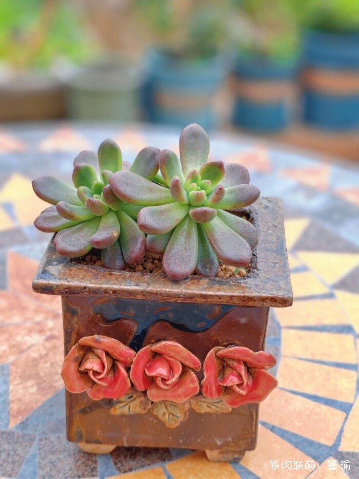 陕西秋天的多肉