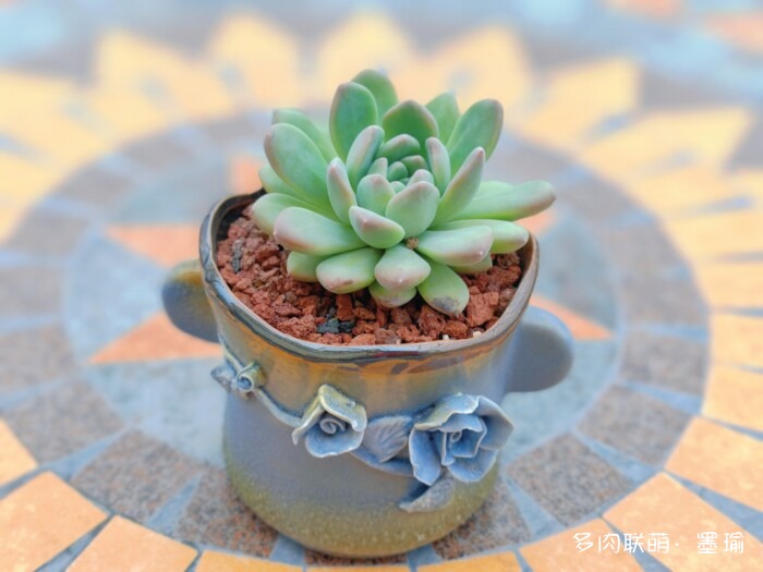 陕西秋天的多肉