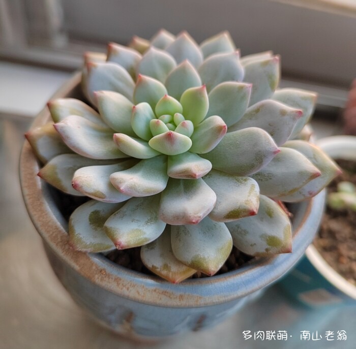 秋天新买的多肉