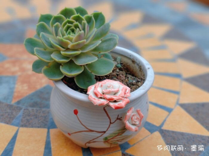 陕西秋天的多肉