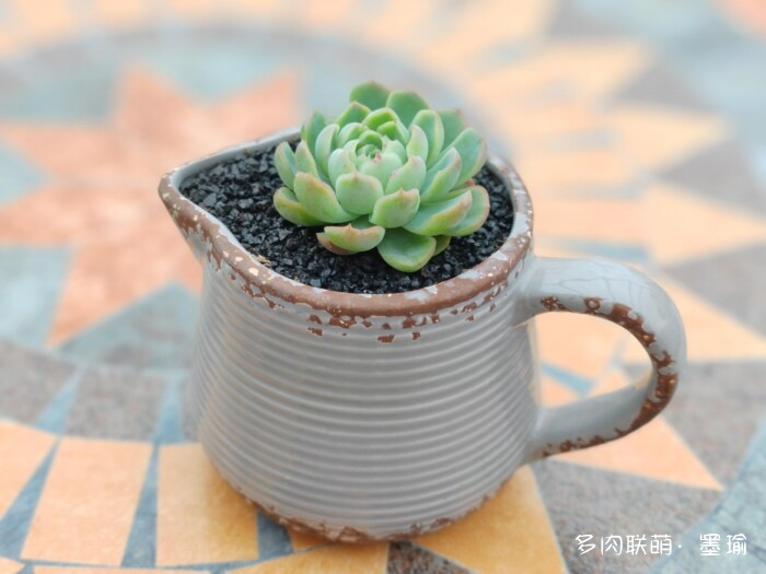 陕西秋天的多肉