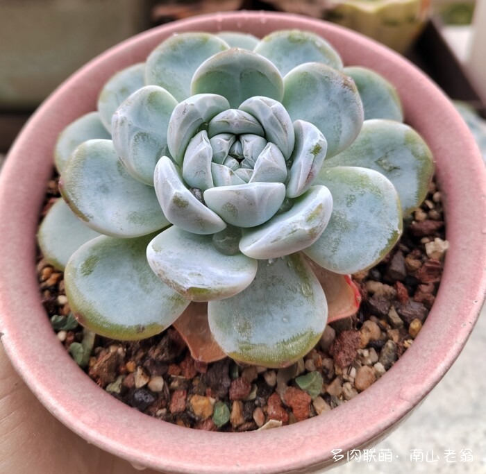 秋天新买的多肉