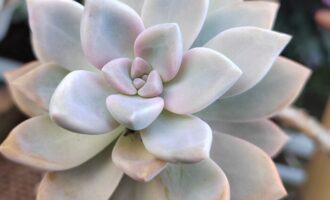 先上个淡妆，等等更好看