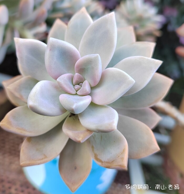 秋天刚上色的多肉